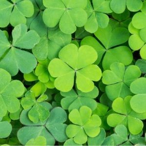 🍀 May the Luck of the Irish Always be with You!🍀